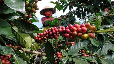 Petani Kopi di Temanggung Semringah Kembali