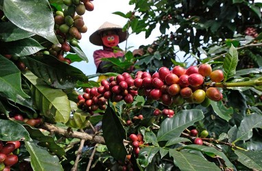 Petani Kopi di Temanggung Semringah Kembali