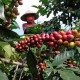 Petani Kopi di Temanggung Semringah Kembali