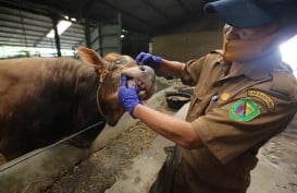 Jelang Iduladha, Pemkab Bandung Periksa Kelaikan Hewan Kurban di 500 Titik