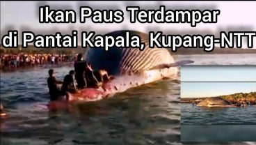 Bangkai Paus Biru di Pantai Kupang Hilang Teseret Ombak