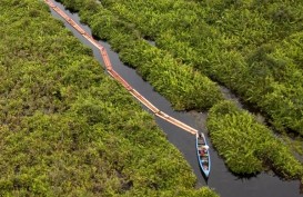 Illegal Logging: Tebang Kayu Gelam Tiga Warga Sumsel Ditangkap