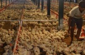 Prospek Harga Ayam Negatif, Bagaimana Proyeksi Kinerja Emiten Unggas?