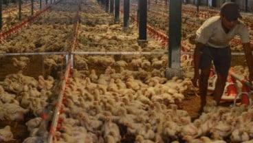 Prospek Harga Ayam Negatif, Bagaimana Proyeksi Kinerja Emiten Unggas?