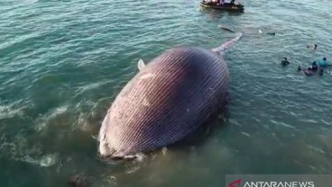 Bangkai Paus Terdampar di Kupang Diteliti Sebelum Dikubur