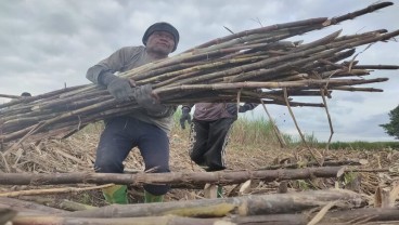 Harga Lelang Gula Petani Tebu Jatim Diharapkan Tembus Rp11.200/kg