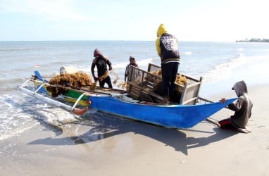 Rumput Laut bisa Dibikin Mie, KKP Bikin Pelatihannya 