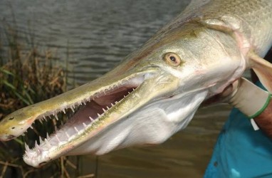 Mengenal Ikan Aligator yang Sedang Viral