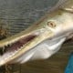 Mengenal Ikan Aligator yang Sedang Viral