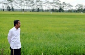 'Food Estate' Sukamandi Diyakini Dapat Tingkatkan Produksi Beras