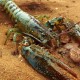 KKP Kembali Lepas Lobster di Kawasan Konservasi