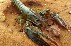 KKP Kembali Lepas Lobster di Kawasan Konservasi