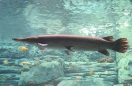 Ikan Aligator Masih Dijual Bebas, Segini Harganya