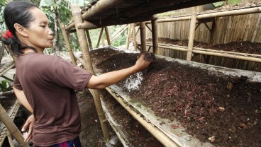 Dorong Ekonomi Warga Lumajang, PTPN XI Latih Budi Daya Cacing Tanah