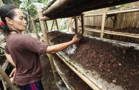 Dorong Ekonomi Warga Lumajang, PTPN XI Latih Budi Daya Cacing Tanah