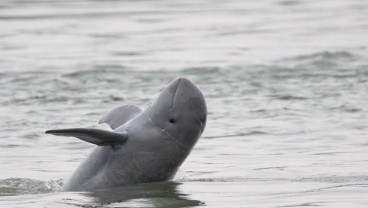 Pesut Mahakam Muncul di Permukaan Sungai, Ini Penjelasan LIPI