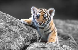 Kabar Baik, Anak Harimau Sumatra Lahir di Kebun Binatang Polandia