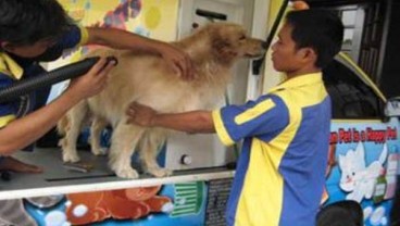 Ini 5 Pekerjaan Seru Buat Pet Lover