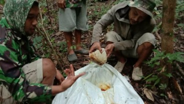 Musim Pandemi, Petani Madu Hutan Banjir Pesanan