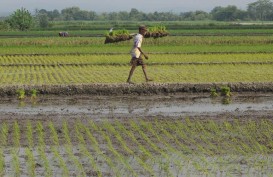 Pemkot Bengkulu Salurkan 10,75 Ton Benih Padi ke Petani