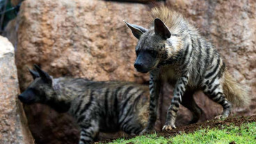 Bali Zoo Datangkan Hyaena Dari Bahrain Untuk Dikembangbiakan