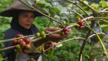 Cerita Tentang Kopi di Kala Pandemi