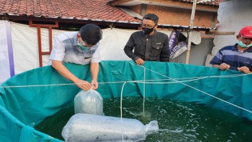 UMM Perkenalkan Budi Daya Ikan Lele dengan Sistem Biona