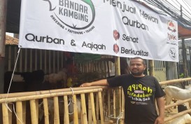 Gegara Corona, Pedagang Hewan Kurban Langganan Artis dan Pejabat Banting Harga Supaya Tak Rugi 