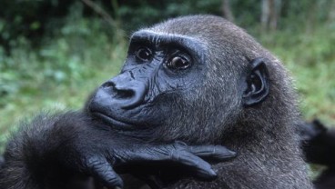 Wisata Trekking Gorilla Dorong Industri Pariwisata Rwanda Naik 17 Persen Sepanjang 2019