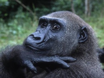 Wisata Trekking Gorilla Dorong Industri Pariwisata Rwanda Naik 17 Persen Sepanjang 2019