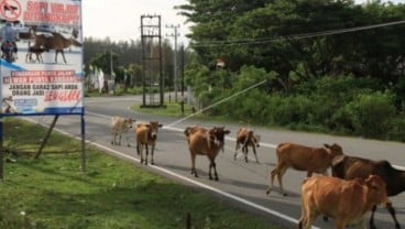 Sapi Jadi Penyebab Utama Kecelakaan di Aceh Jaya