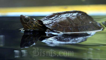 Kura-Kura Ceper Yang Hampir Punah Menetas di Bandung Zoological Garden