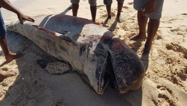 Misterius! Sekelompok Paus Pilot Mati di Pantai Lie Jaka