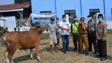 PT Migas Hulu Jabar Salurkan 20 Sapi Kurban ke 14 Daerah