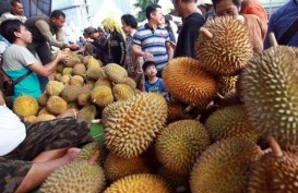 Sertifikasi Durian Super Tembaga Klamunod dari Babel Dipercepat