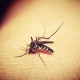 Studi : Ada Potensi Pengobatan Baru Malaria