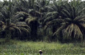 Petani Sawit Riau Mendapat Dana Peremajaan Sawit Rp720 Juta
