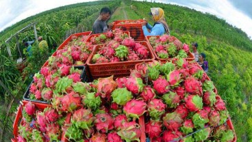 Buah Naga Indonesia Dibidik Penetrasi China
