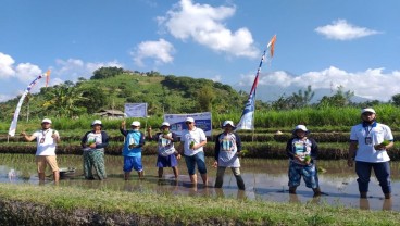 Tingkatkan Produktivitas Pertanian, Pupuk Kaltim Kembali Gelar Demplot Padi di Desa Peladung Bali