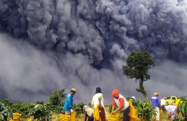 Ratusan Hektare Tanaman Kentang di Karo Hancur Akibat Erupsi Sinabung