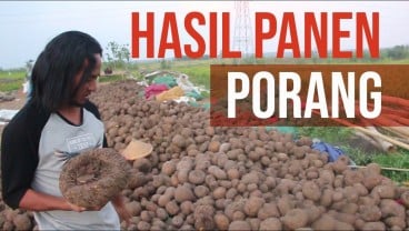 Sumsel Kembangkan Umbi Porang Jadi Tanaman Sela Kebun Karet