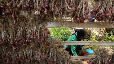 Harga Bawang Merah Turun, Petani Menilai Masih Stabil