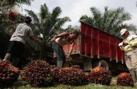 Pelemahan Produksi di Indonesia Bikin Harga CPO Rebound