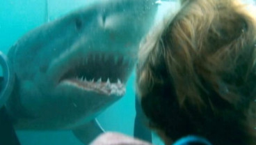 Menegangkan, Film Shark Night Tayang Malam Ini di Trans TV