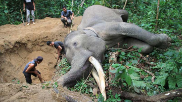 Gajah Jinak di Aceh Mati Secara Mendadak