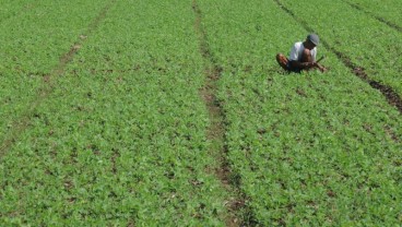 Sulbar Kembangkan Tanaman Kedelai di Lima Kabupaten