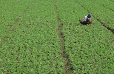 Sulbar Kembangkan Tanaman Kedelai di Lima Kabupaten