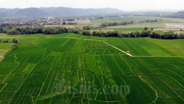 GIMNI Usul 2 Lokasi Baru sebagai Kawasan Food Estate, Daerah Mana?