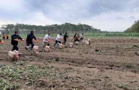 Kab. Blitar Pacu Produksi Jagung Penuhi Kebutuhan Pakan Ternak Ayam