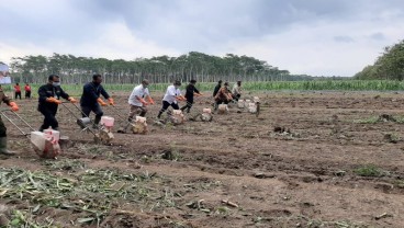 Kab. Blitar Pacu Produksi Jagung Penuhi Kebutuhan Pakan Ternak Ayam